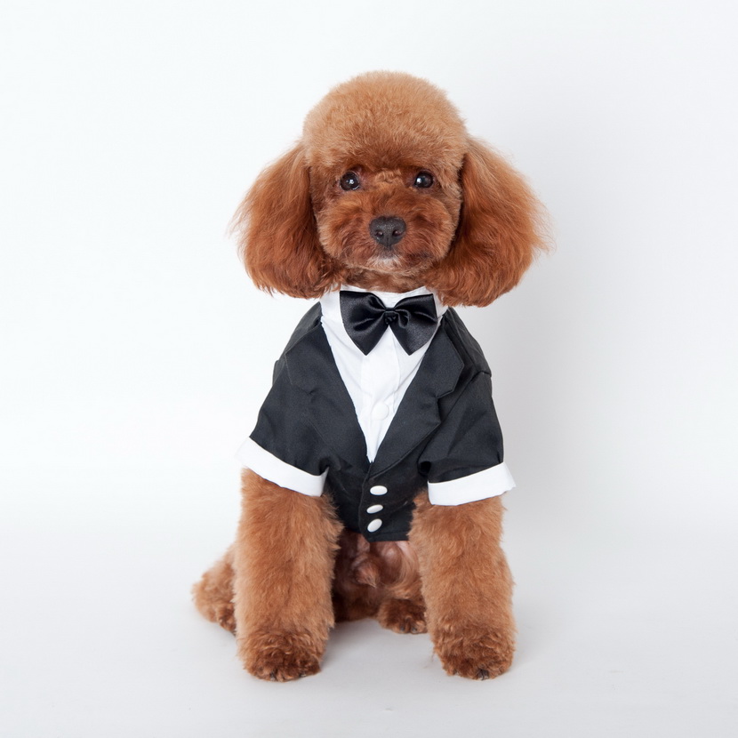 Cute Gentle Wedding Suit with Bow Tie